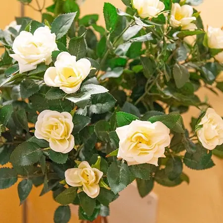 Da Nina (adults Only)