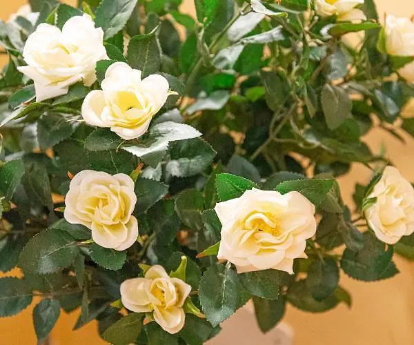 Da Nina (adults Only)